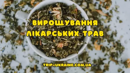 Вирощування лікарських трав