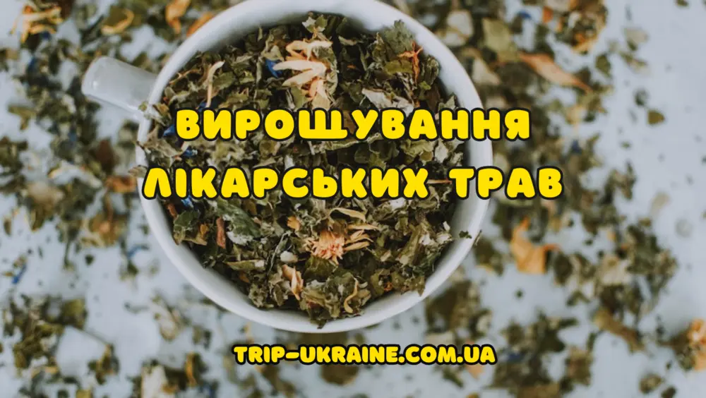 Вирощування лікарських трав