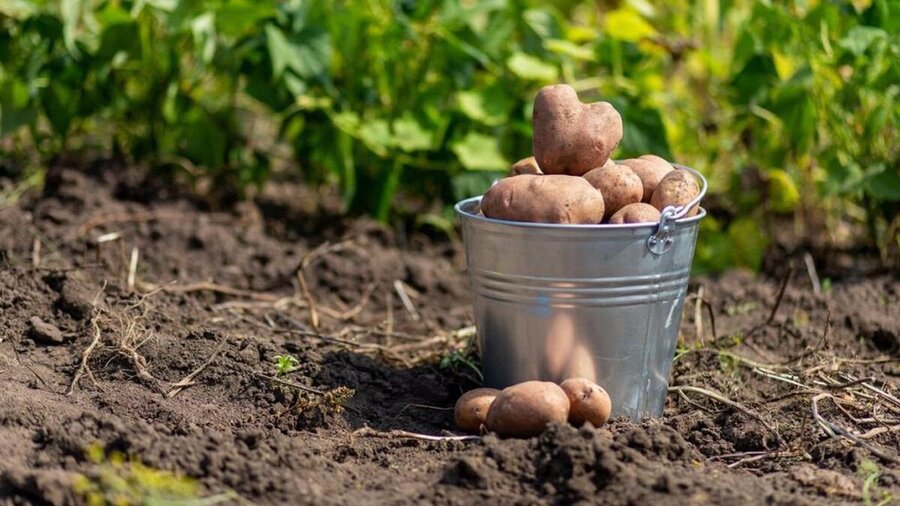 Вирощування картоплі як бізнес