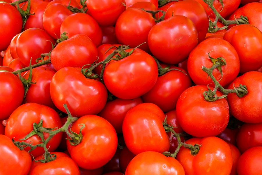 Вирощування помідорів як бізнес